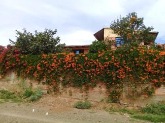 Lateral Sud